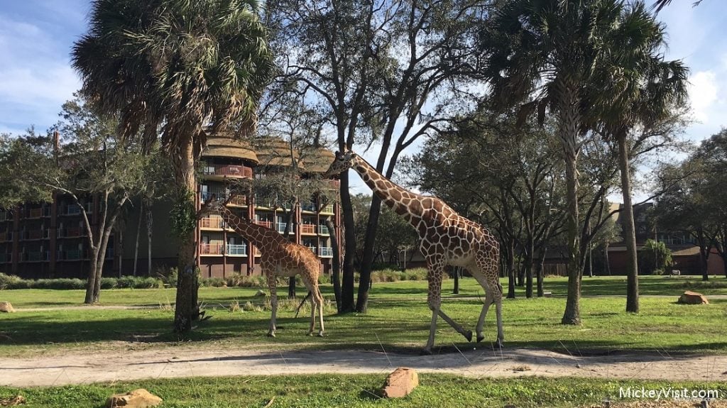 animals outside of animal kingdom lodge disney world