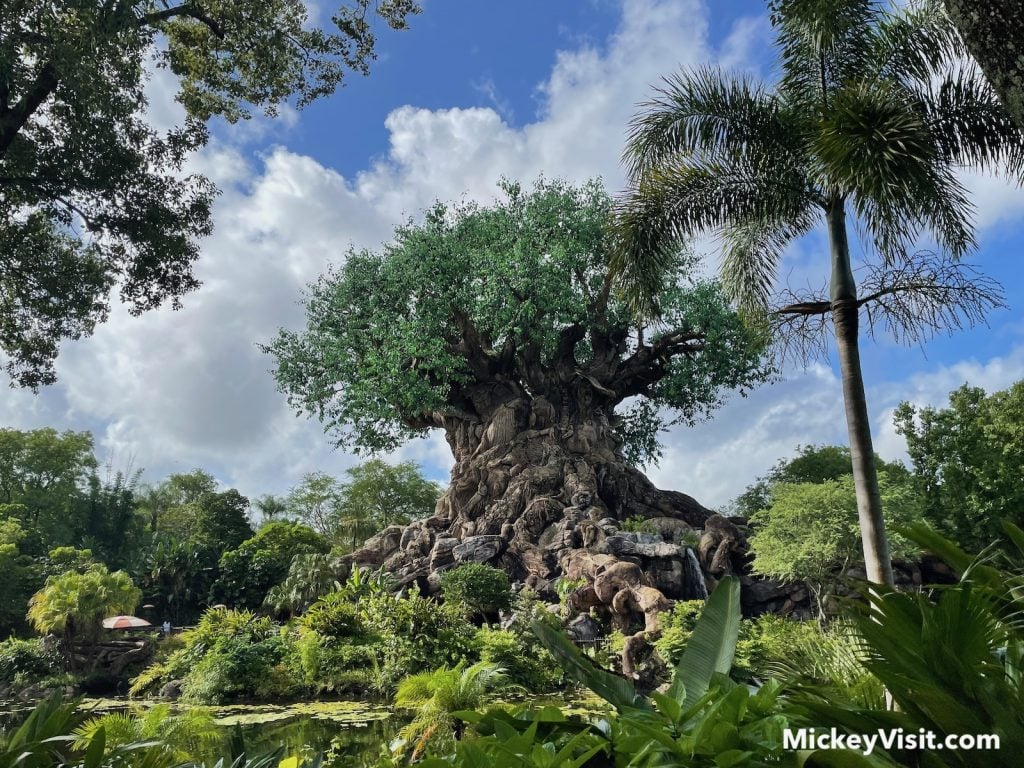 tree of life in front of animal kingdom disney world