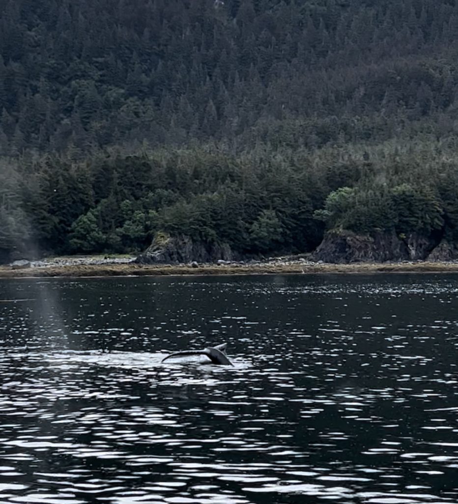whale watching juneau